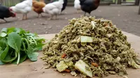 6 Cara Membuat Silase Pakan Ayam Kampung dari Limbah Pertanian Sekitar Rumah