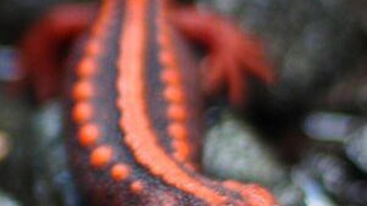 4. Salamander<br>