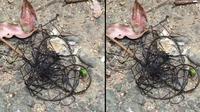Makhluk Misterius diduga alien di Taiwan. (Viral Press)