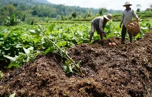 Cara Menanam Ubi Jalar dari Bibit Stek hingga Panen agar Umbi Besar dan Melimpah