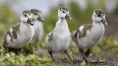 Sejumlah anak angsa Mesir belajar berjalan pada musim semi yang berangin di taman di Gelsenkirchen, Jerman (4/5/2021). Angsa Mesir dianggap suci oleh orang Mesir Kuno, dan muncul di banyak karya seni mereka. (AP Photo/Martin Meissner)