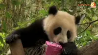 [VIDEO] Lucunya Panda Berulang Tahun