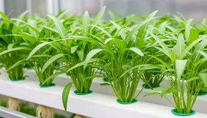 6 Cara Menanam Kangkung Hidroponik untuk Pemula di Rumah