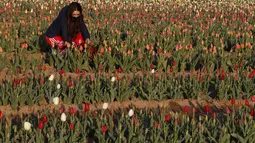 Seorang wanita memetik bunga tulip di ladang tulip "Tulipani Italiani", yang ditanam oleh pasangan Belanda di Arese, Milan, Italia (15/4/2021). Pasangan ini menanam 250.000 tulip dari 183 varietas yang berbeda untuk menciptakan tradisi Belanda. (AP Photo/Antonio Calanni)