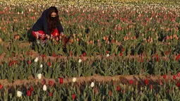 Seorang wanita memetik bunga tulip di ladang tulip "Tulipani Italiani", yang ditanam oleh pasangan Belanda di Arese, Milan, Italia (15/4/2021). Pasangan ini menanam 250.000 tulip dari 183 varietas yang berbeda untuk menciptakan tradisi Belanda. (AP Photo/Antonio Calanni)