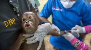 Anak Orang Utan saat diambil sampel darah di pusat konservasi Kao Pratubchang, Thailand, Kamis (27/8/2015). Petugas Konservasi melakukan pemeriksaan terhadap Orang Utan asli Indonesia yang disita dari taman hiburan di Phuket. (REUTERS/Athit Perawongmetha)