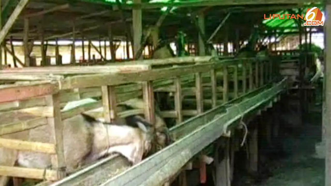 kambing-131007a.jpg