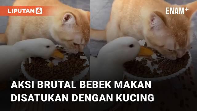 Aksi bebek dan kucing makan satu piring berdua menarik perhatian