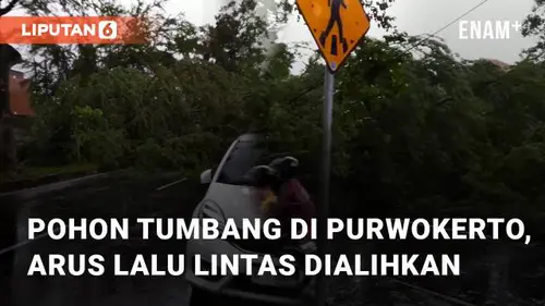 VIDEO: Pohon Tumbang di Purwokerto, Arus Lalu Lintas Sempat Dialihkan Sementara