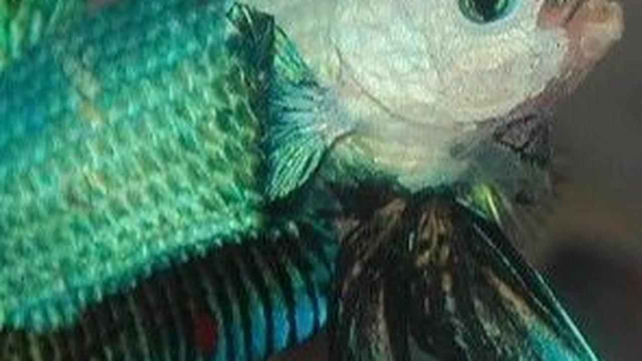 3. Ikan Cupang Fancy