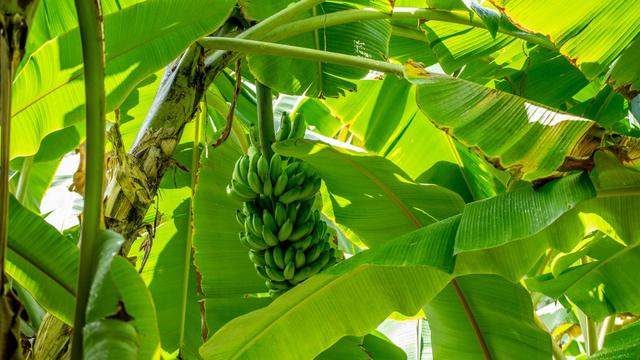 Ilustrasi pohon pisang