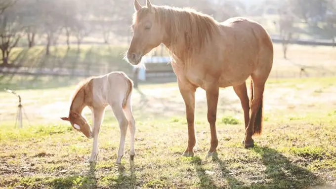 Gemas! Anak-anak Hewan Ini Mencoba Berdiri untuk Pertama Kali