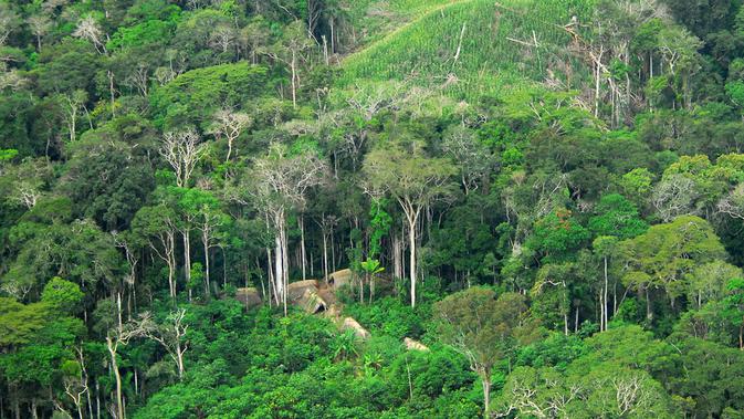 Suku pribumi yang mengisolasi diri di hutan hujan Amazon, Brasil (Wikimedia / Creative Commons)