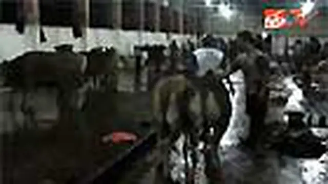 Pedagang Justru Senang Bila Impor Sapi Dihentikan