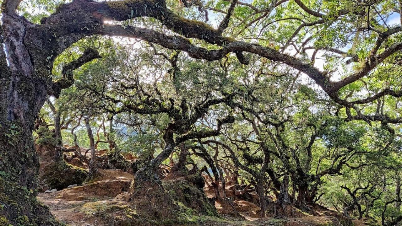 Lebih Dekat dengan Hutan Bonsai