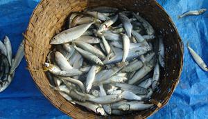 Ilustrasi ikan sarden tangkapan nelayan. (Sumber Pixabay)