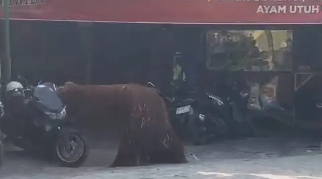 Orang Utan Solo Safari Kabur dari Kandang, Masuk ke Warung Ayam Goreng