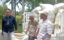Trivia: Harga Gabah Petani Sumut Naik! Bulog Sumut Gencarkan Penyerapan Gabah Perkuat Cadangan Beras Nasional