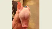 Seekor anak babi yang lahir dengan 'buah zakar' di kepala membuat geger warga setempat