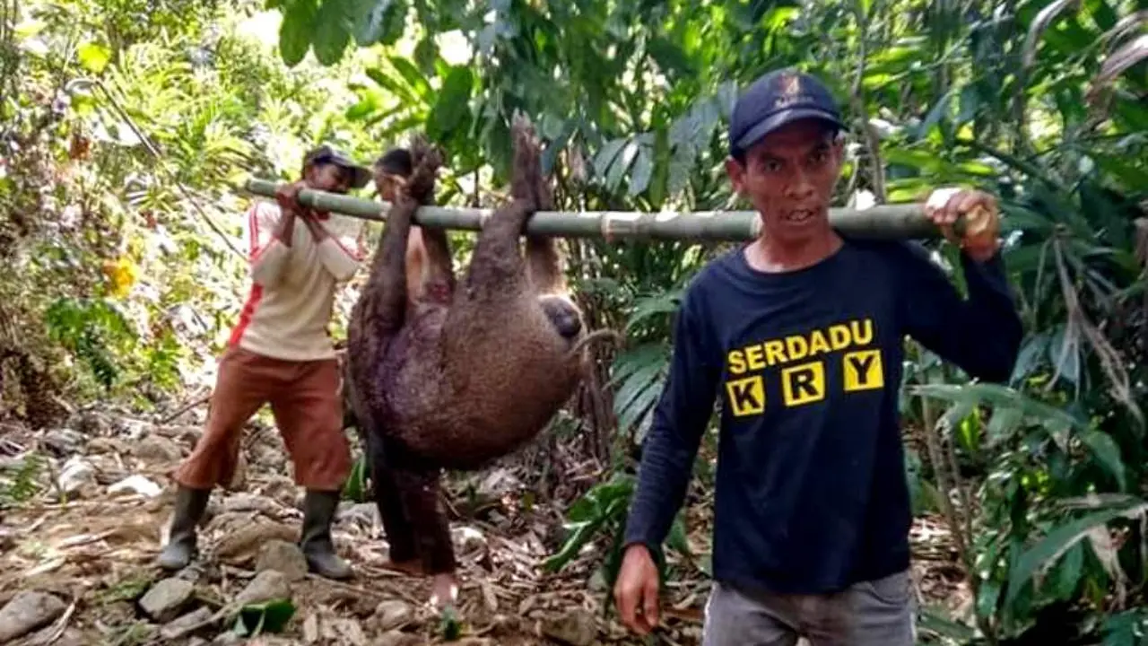 Warga Grantung, Karangmoncol, Purbalingga berhasil menangkap dua ekor celeng atau babi hutan dalam perburuan, Minggu, 8 September 2019. (Foto: Liputan6.com/Kominfo PBG/Muhamad Ridlo)