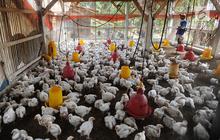 Cek Fakta: Tidak Benar Link Pendaftaran Bantuan Sapi, Ayam, Bebek, hingga Kambing