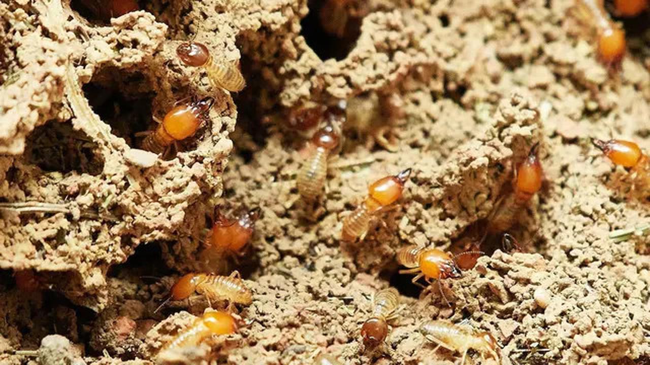 Metode Efektif dan Alami untuk Mengatasi Rayap Kayu di Rumah