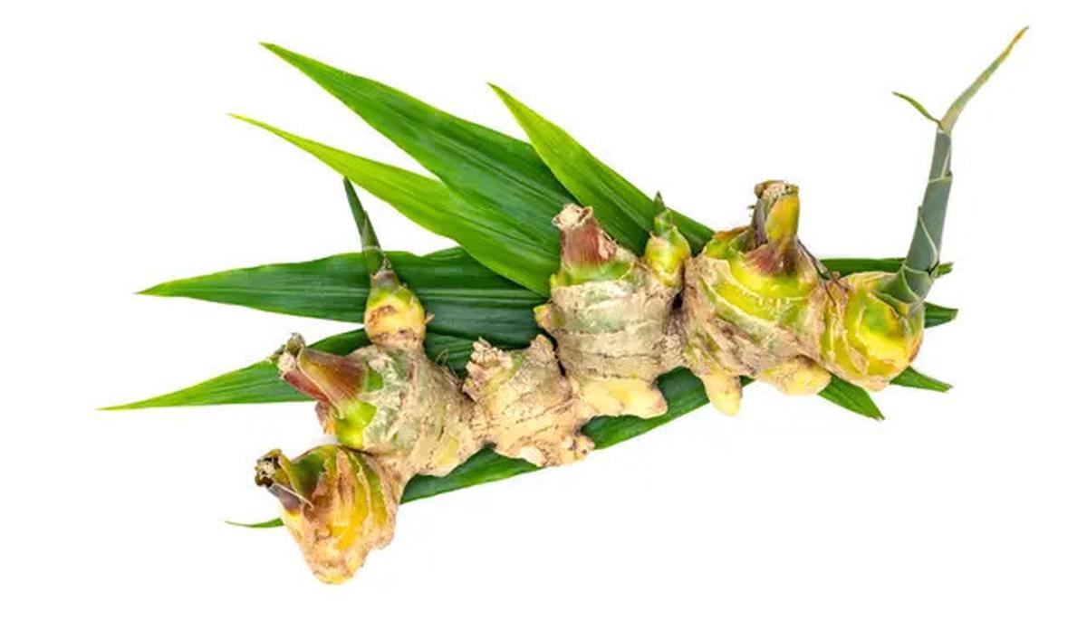 5 Resep Seduhan Alami Daun Pandan yang Turunkan Kolesterol dan Darah Tinggi