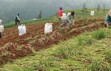 Harga Bawang Tak Kunjung Turun, Tak Ada Opsi Impor