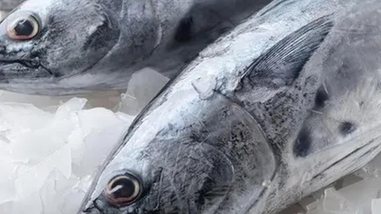 Mengintegrasikan ikan dalam pola makan sehari-hari dapat memberikan manfaat kesehatan yang luar biasa, terutama dalam memenuhi kebutuhan protein tubuh.