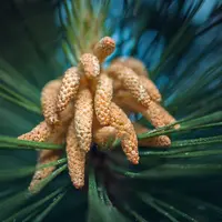 Ilustrasi Daun Sukun Kering Credit: unsplash.com/Adam