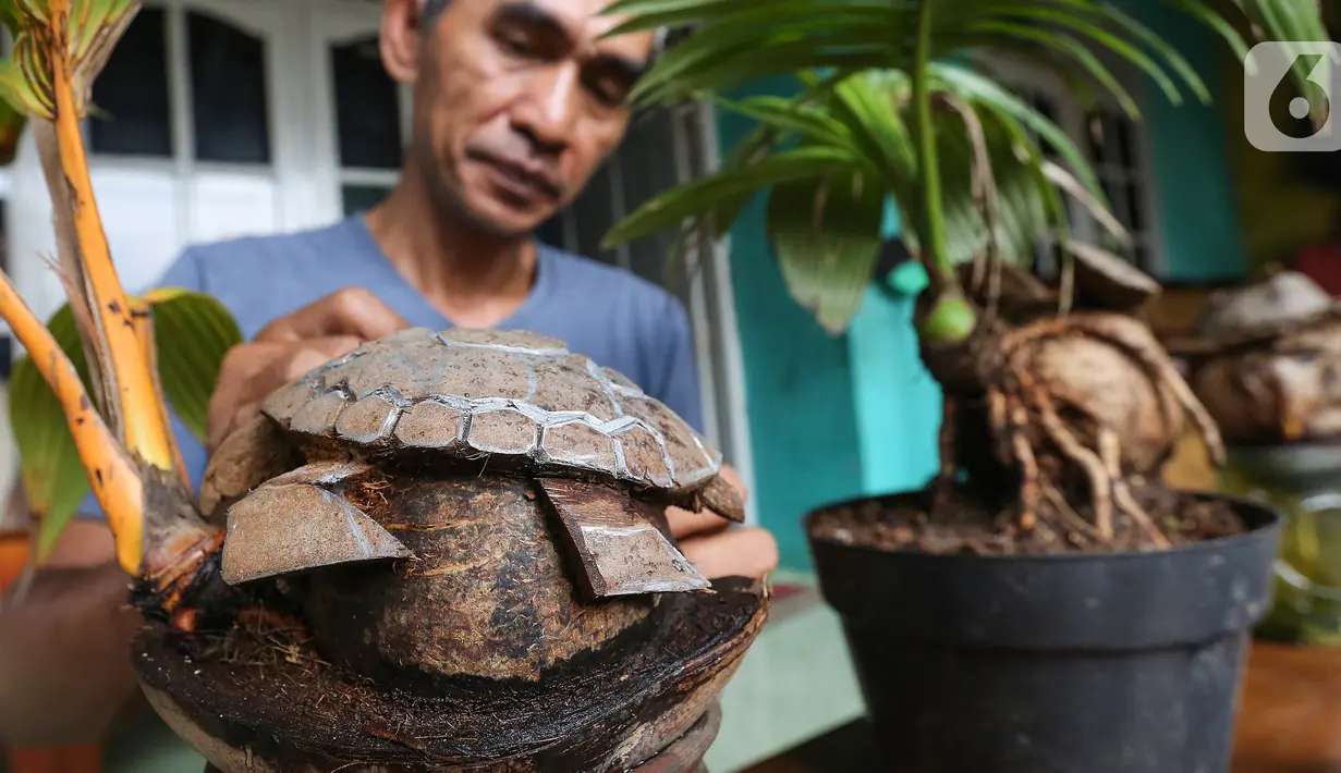 Pengrajin tanaman, Herman Ronda merawat bonsai kelapa berbentuk kura-kura di Jalan Salak, Pamulang, Tangerang Selatan, Senin (13/10/2020). Bonsai dari jenis batok kelapa gading hingga kelapa sayur bisa dibentuk mulai dari jenis binatang hingga kepala manusia. (Liputan6.com/Fery Pradolo)
