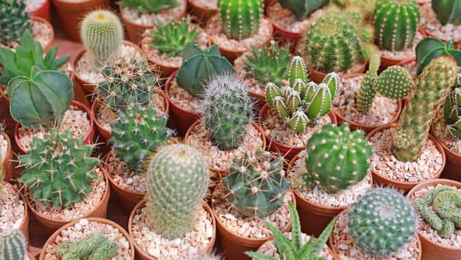 6 Ciri Khusus Kaktus  yang Istimewa Jadi Tanaman  Hias Unik 