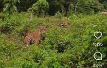 Bikin Deg-degan Sekaligus Lucu, Harimau Sumatera Hadang Pengendara di Gayo Lues Aceh