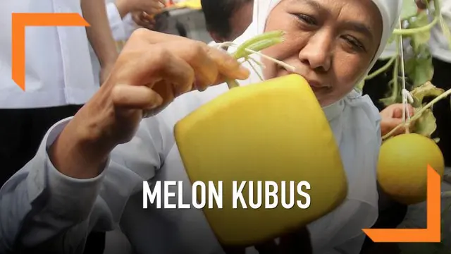 Jika biasanya melon berbentuk bulat atau oval, berbeda dengan melon yang diperkenalkan Gubernur Jawa Timur, Khofifah Indar Parawansa. Melon tersebut berbentuk kotak atau kubus, dan ada juga yang berbentuk hati.