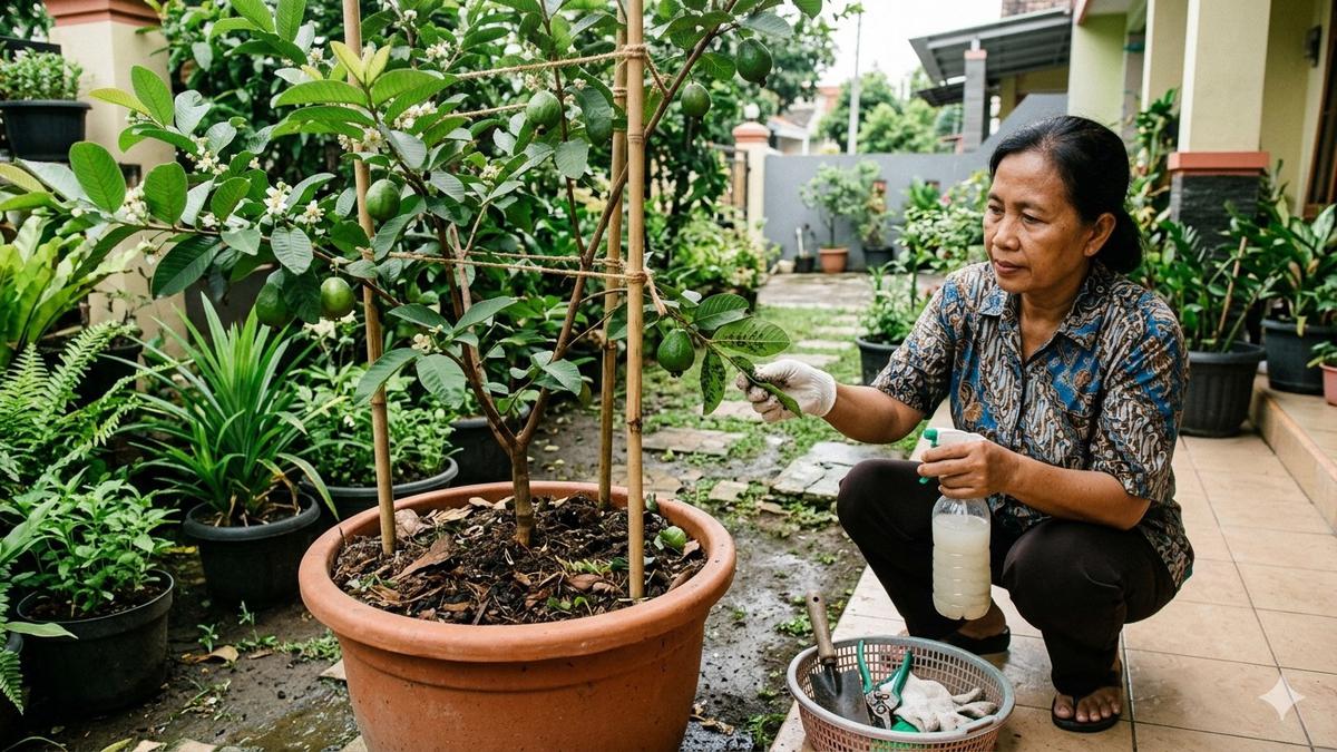 7 Cara Menanam Jambu Kristal di Pot Halaman Rumah, Praktis untuk Lahan Sempit