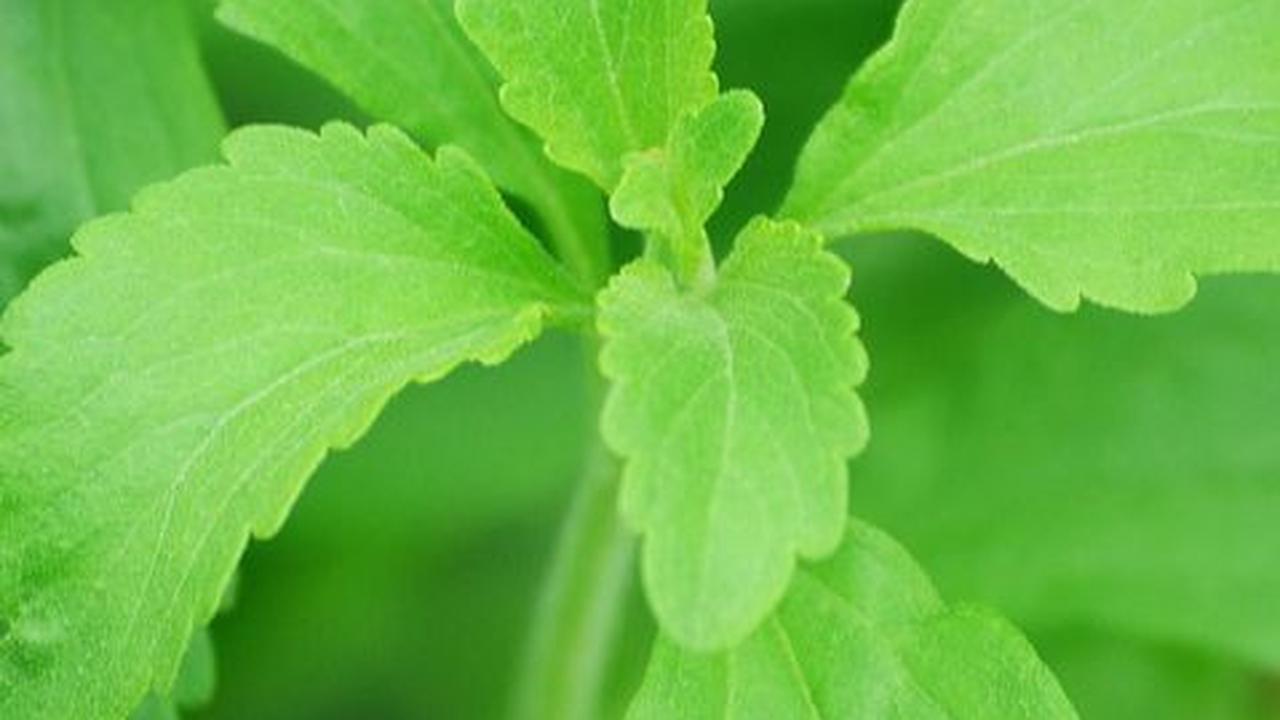8 Manfaat Daun Stevia bagi Kesehatan, Tak Cuma untuk Pemanis Alami