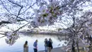 Pengunjung berkumpul untuk melihat bunga sakura di sepanjang Tidal Basin, Washington D.C, 21 Maret 2022. National Park Service mengumumkan hari ini melalui Twitter bahwa bunga sakura Washington telah mencapai puncak mekarnya. (TASOS KATOPODIS/Getty Images via AFP)
