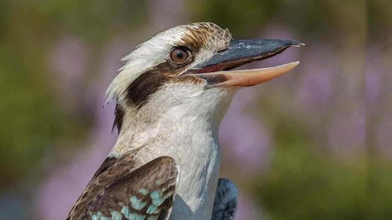 6 Suara Burung Paling Menyeramkan: Misteri di Balik Kicauan yang Bikin Merinding