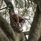 Foto Tarzan Barcelona sedang menaiki pohon. (Tarzan Movement/Instagram)
