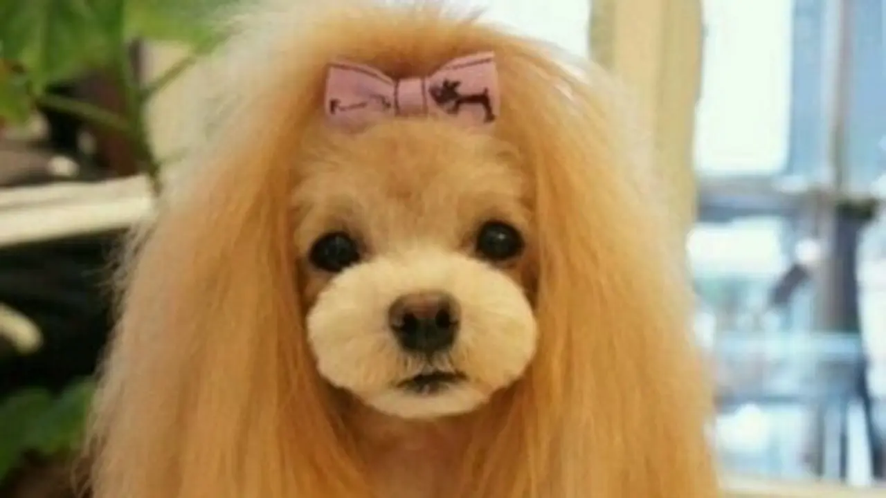 Lucunya Potongan Rambut Anjing Ini