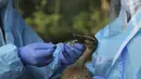 Dokter departemen satwa liar India mengumpulkan sampel usap dari bebek di taman Manda di Jammu, India (7/1/2020).  Di negara bagian utara Himachal Pradesh melaporkan kasus flu burung, sekitar 2.400 burung migrasi kebanyakan angsa ditemukan mati di sekitar bendungan Pong Dam. (AP Photo/Channi Anand)