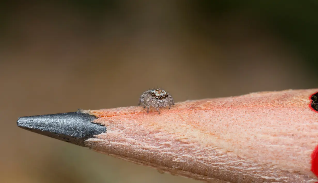 Spesies baru ditemukan yaitu Laba-laba merak Australia. Laba-laba dengan ukuran yang kecil ini mempunyai corak warna yang indah. (Reuters/Jurgen Otto)