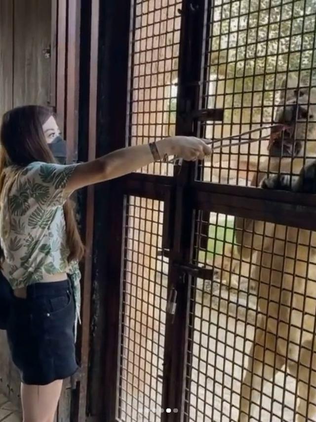 6 Momen Liburan Samuel Zylgwyn dan Franda di Bali Zoo, Nikmati Rekreasi Keluarga