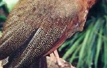 Kesaktian' Burung Kuau Raja Bermata Seratus dari Zaman Purba yang Ditemukan Kembali di Indonesia, Bisa Prediksi Gempa & Tsunami