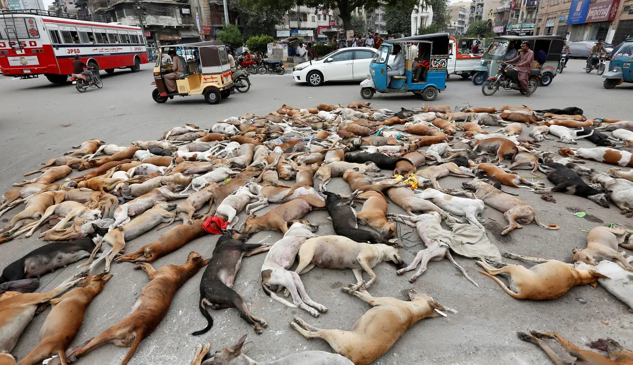 Bangkai anjing liar berserakan di salah satu ruas jalan di Karachi, Pakistan, Kamis (4/8). Anjing-anjing tersebut mati setelah diracun pemerintah setempat. (REUTERS/Akhtar Soomro)