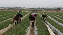 Petani Palestina memetik stroberi di kebun keluarga mereka, di Beit Lahiya, Jalur Gaza utara, Selasa (28/12/2021). Bebagai jenis buah dan sayur bisa tumbuh subur di Gaza, salah satunya stroberi. (AP Photo/Adel Hana)