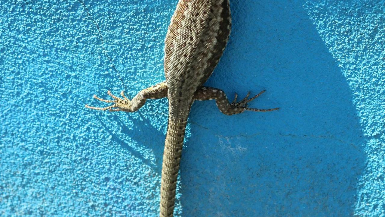 <b>Cara Mengusir Tokek yang Ampuh</b>