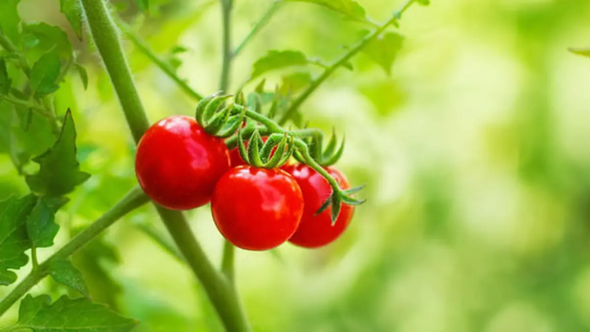 Tomat bila dimakan mentah cukup menyegarkan dengan rasa