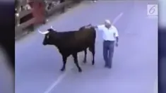 Seekor banteng ngamuk dan menyerang manusia pada sebuah festival. Namun emosi binatang tersebut mendadak menurun saat melihat orang yang memberinya makan dari kecil.