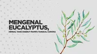 vertical eucalyptus
